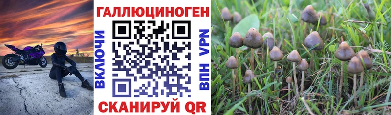 где продают   Хабаровск  МЕГА как войти  Псилоцибиновые грибы мицелий 